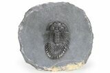 Thysanopeltis Trilobite - Boudib, Morocco #240493-5